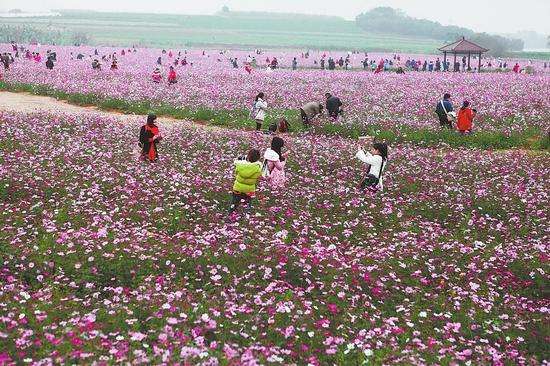 花卉行業(yè)市場(chǎng)調(diào)查